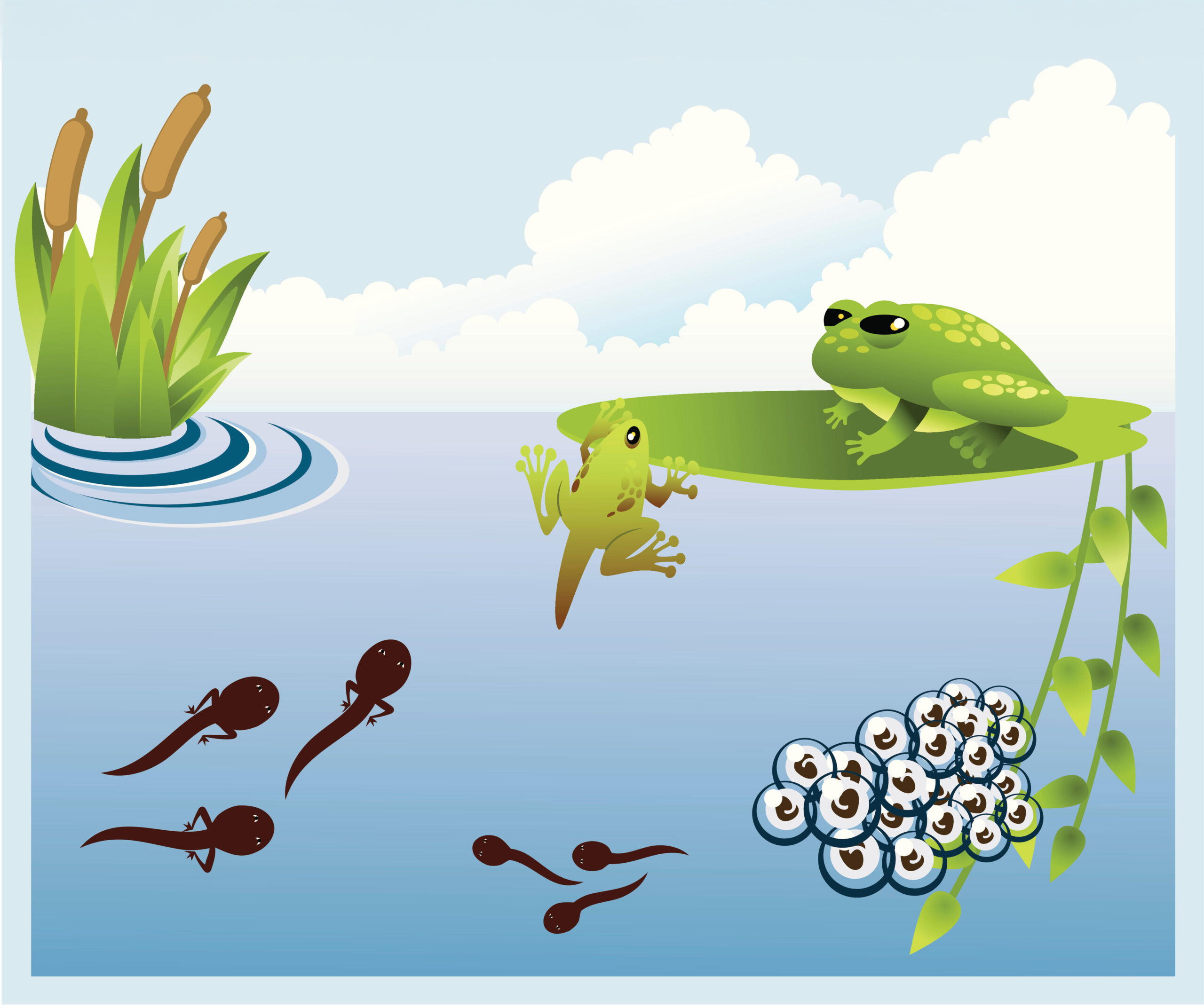 Our live tadpoles are the perfect choice when looking for where to buy tadpoles for the classroom or home use. Buy with confidence- Nature Gift Store has been shipping tadpoles for 15+ years!