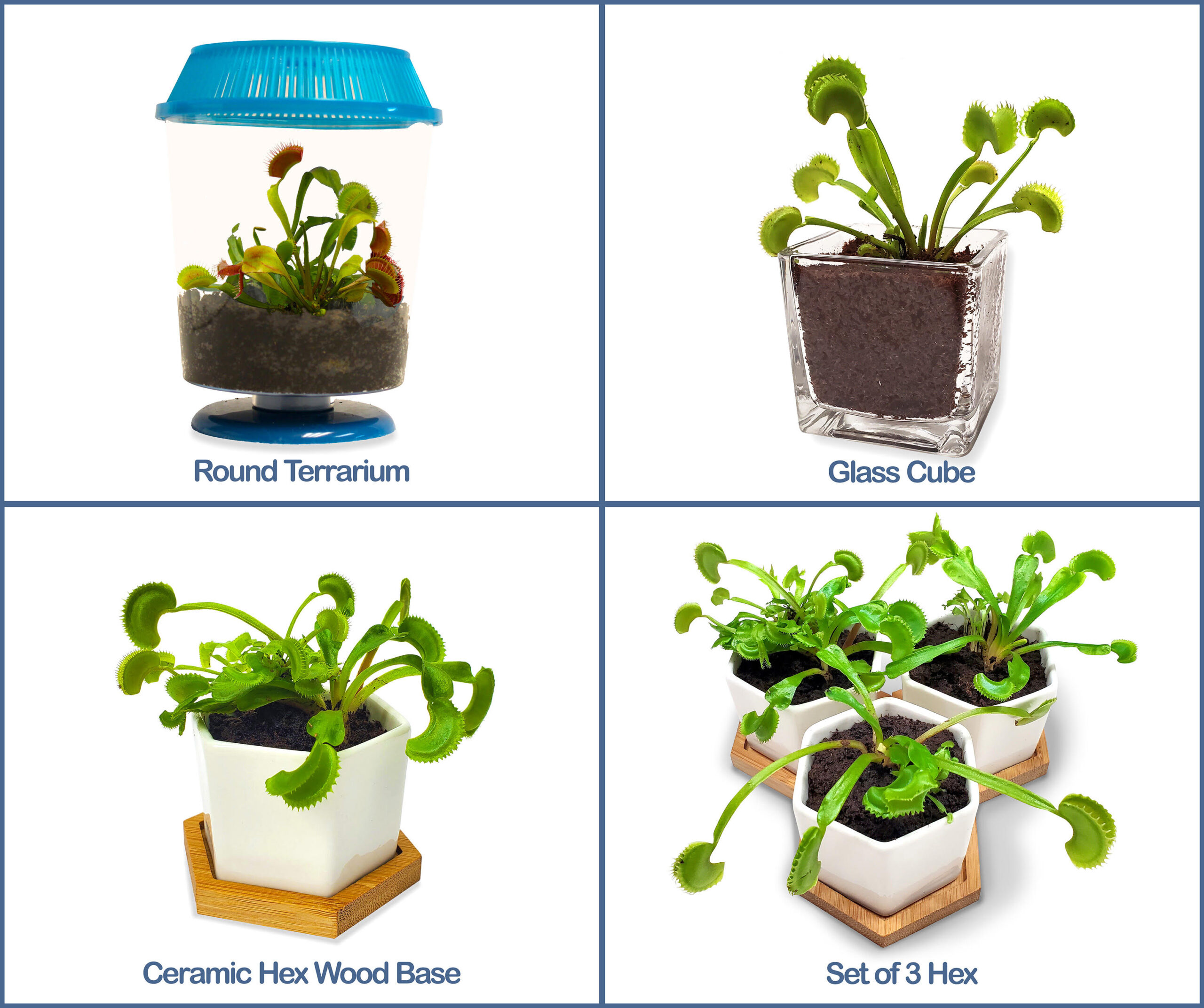 Venus Fly Trap Terrariums