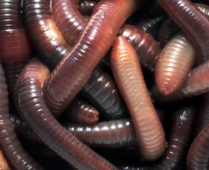Live Red Worms