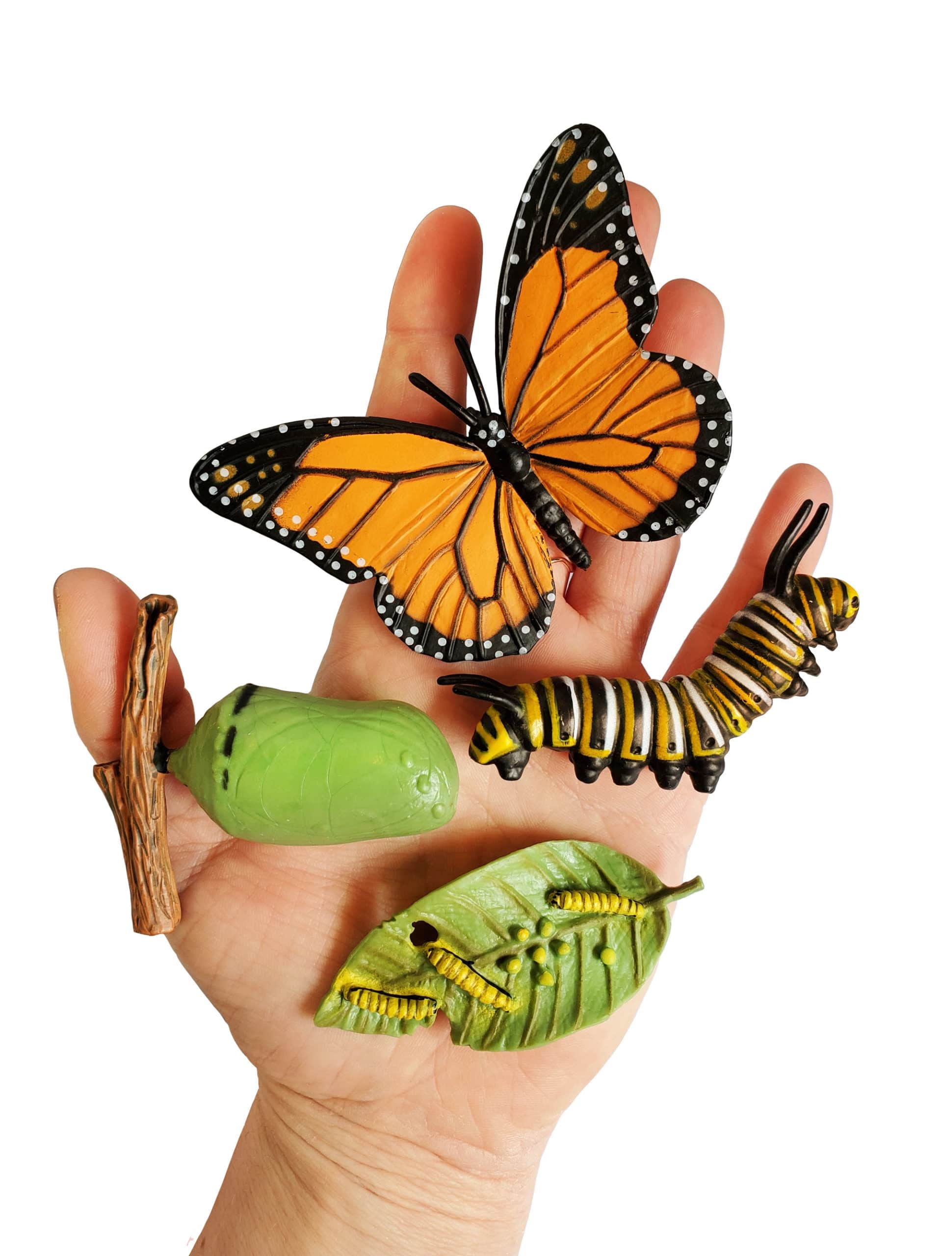 Butterfly life cycle toy for curious kids. These figurines compliment your live butterfly kit experience.