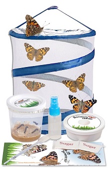 Butterfly Kit with 5 Caterpillars and Small Popup Habitat