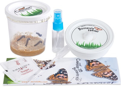 NATIONAL GEOGRAPHIC Caterpillar Growing Kit - Butterfly Habitat With  Voucher for 5 Caterpillars, Cage, and Feeder ( Exclusive)