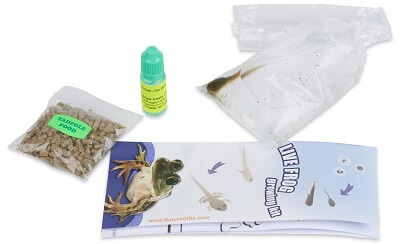 Live Leopard Frog Tadpoles: Tadpoles for Sale - Nature Gift Store