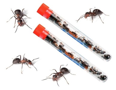 2 tubes of 25 harvester ants each 1 How Much Does Ant Farm Cost