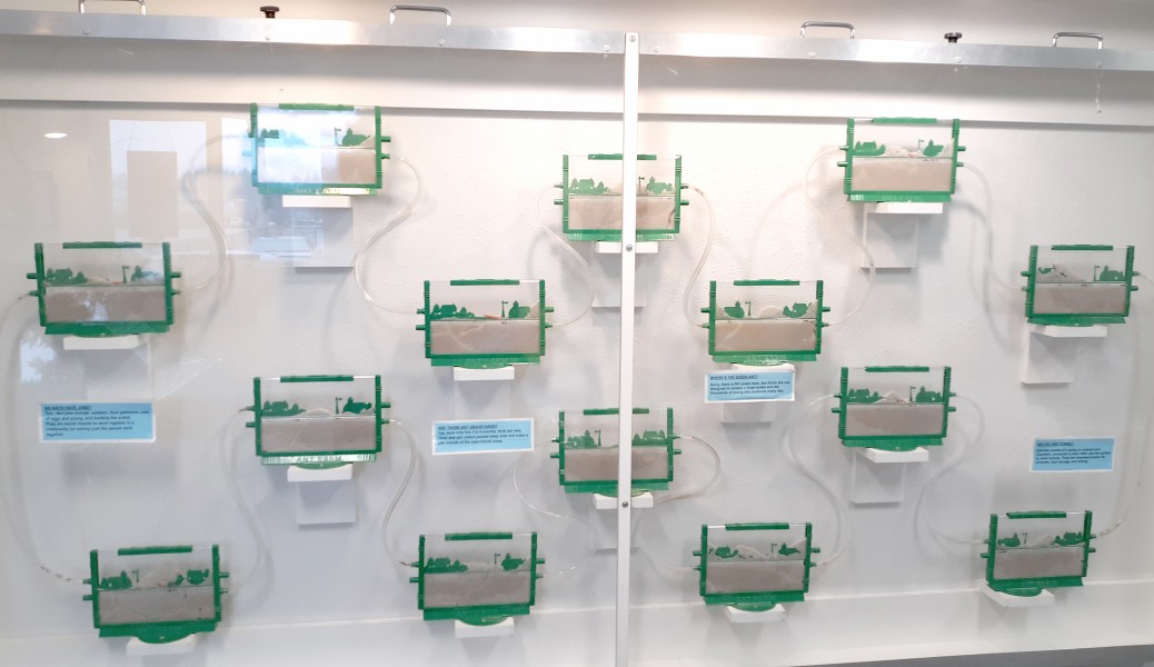 Ant-Farm-Wall