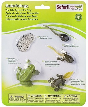 Frog Life Cycle Figurines