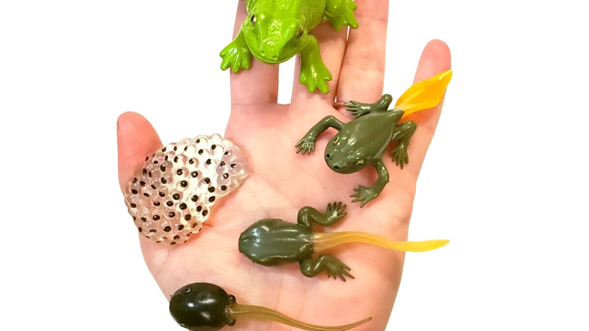 frog-lifecycle-hand-scaled-1-