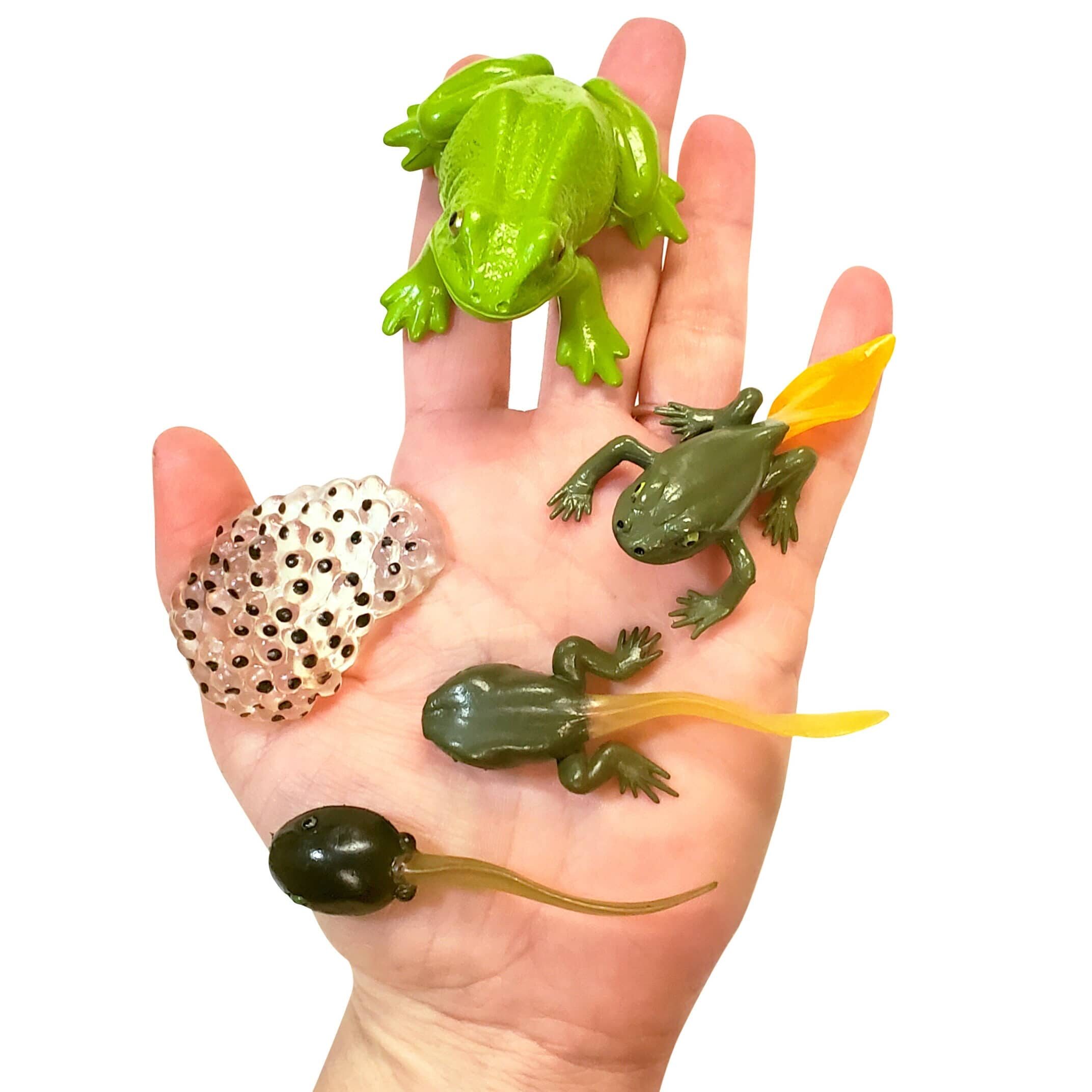 Tadpole to Frog Kit with Live Tadpoles Included! Exciting Frog