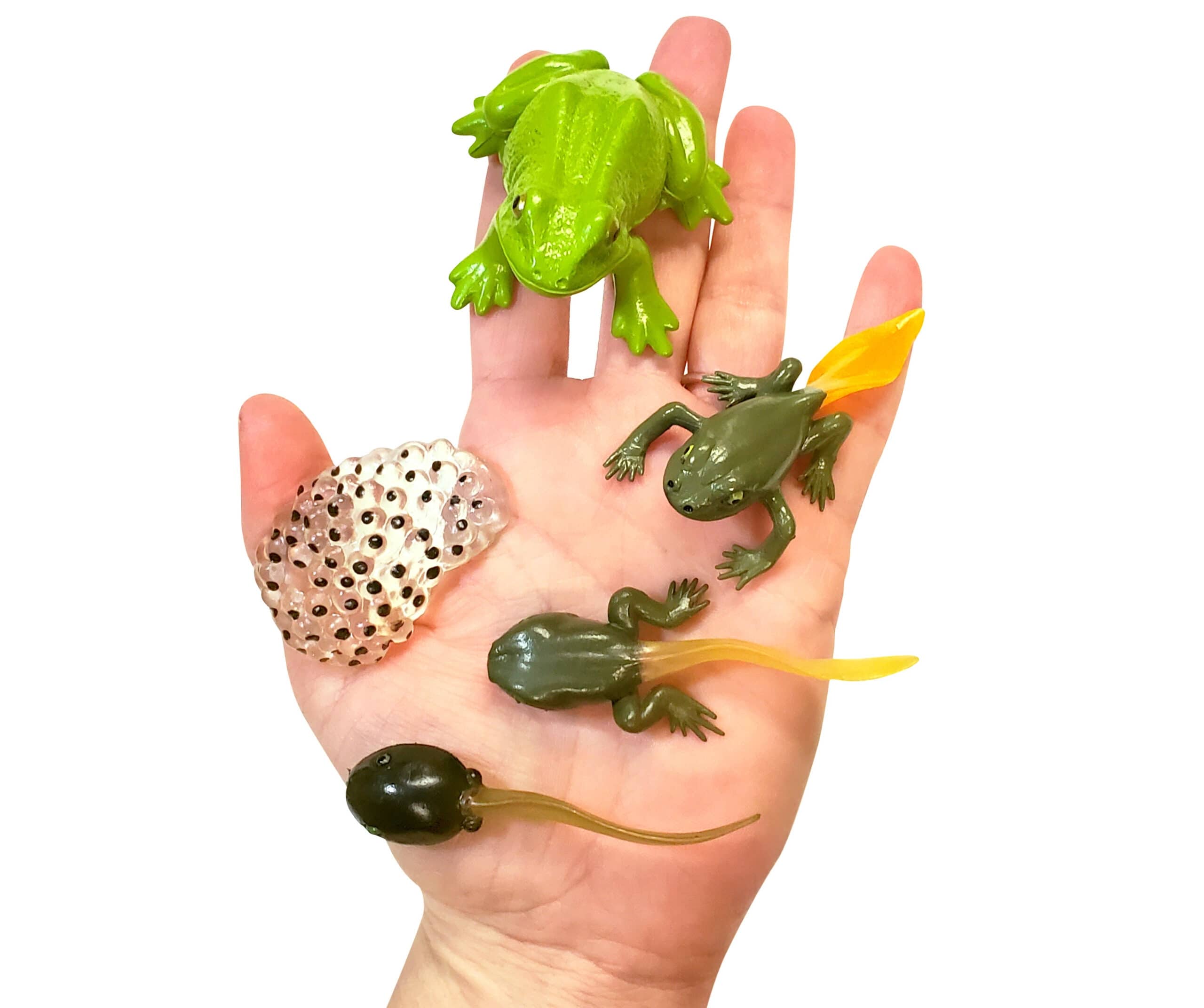 Frog life cycle figurines on hand