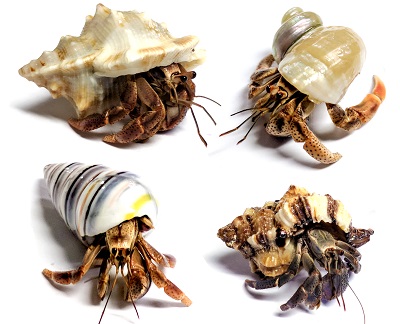 Live Hermit Crab for Sale- Buy a Hermit Crab Pet Online with Our 15+ Years Shipping Experience.