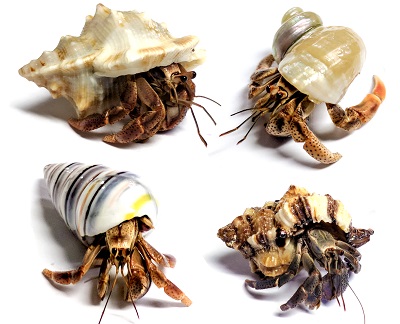 land hermit crabs for sale online