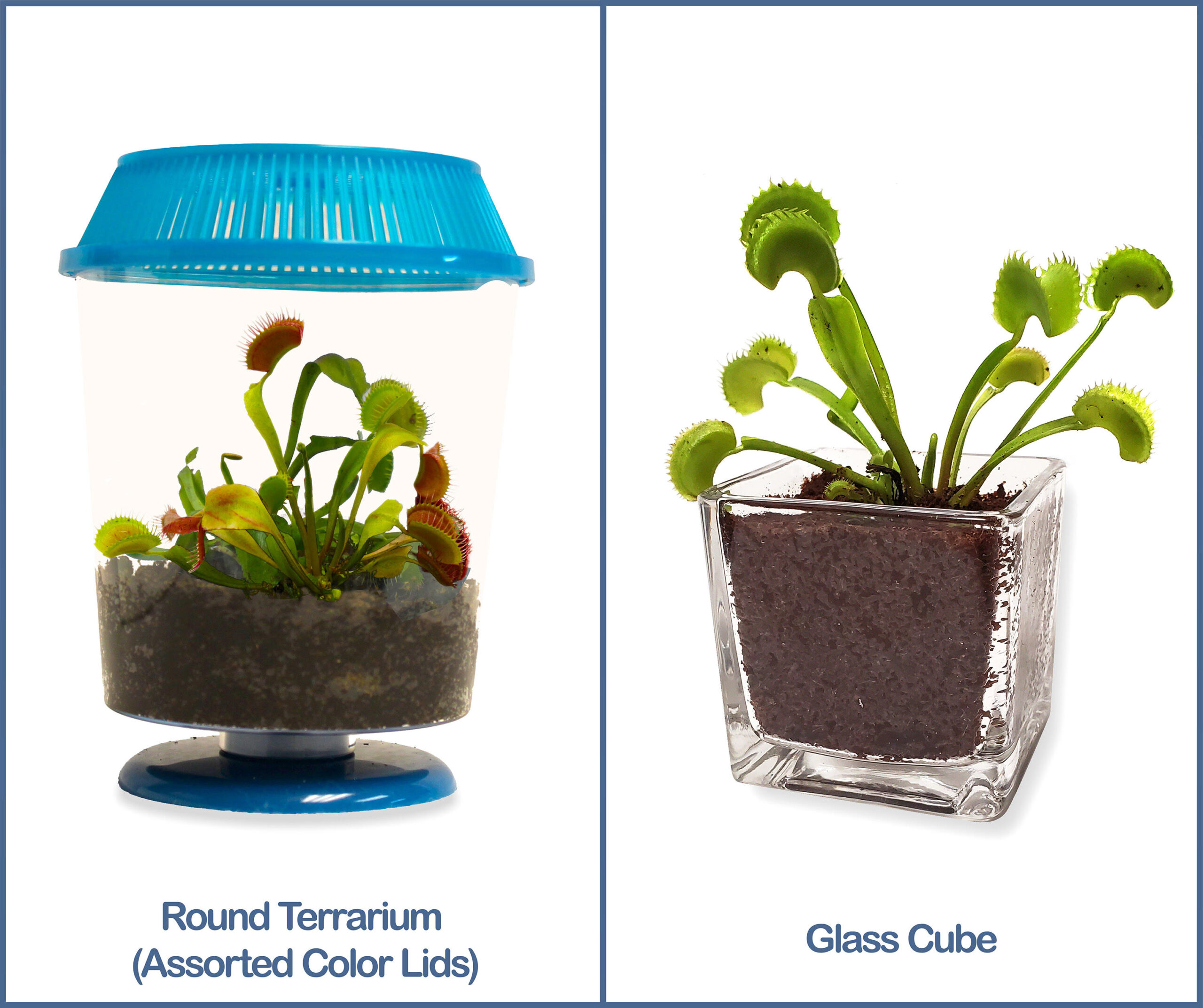 Wanting to ‘find a venus fly trap plant near me?” Buy online from us to save a trip for a Lowes venus fly trap or grabbing a venus fly trap plant at Home Depot- for just $8.99 shipping and a live arrival guarantee.