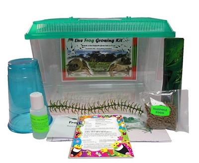 Tadpole To Frog Kit With Certificate 400x329 Nature Gift Store