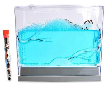 Gel Ant Habitat with 1 Tube of Ants