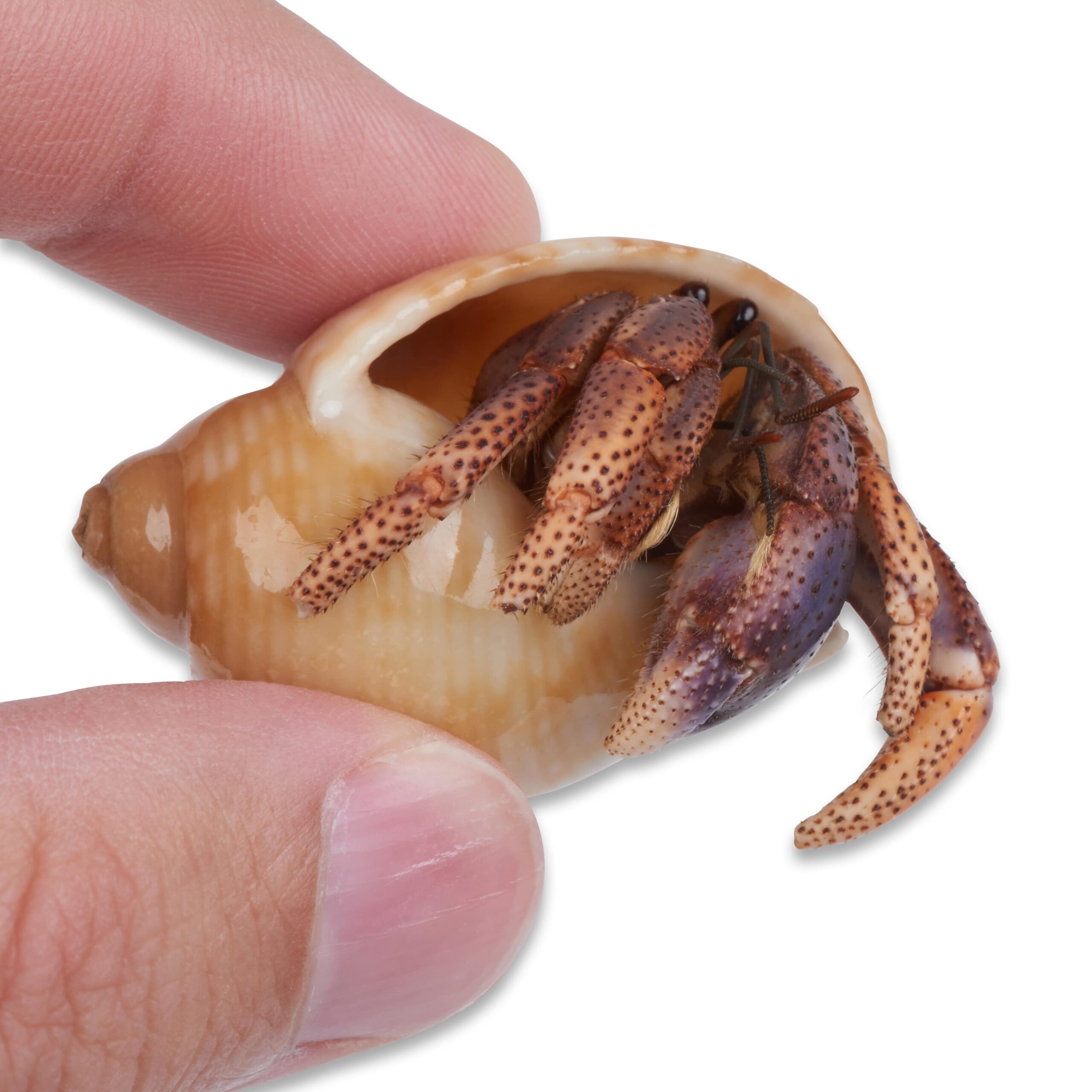 1 live hermit crab in hand