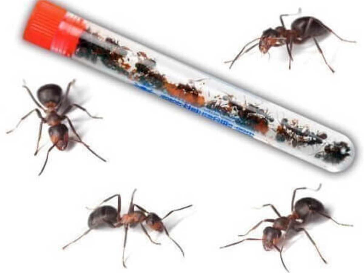Ant Farm Live Ants Castle,Ant Colony Habitat Observation Tool Kits,Bug ...