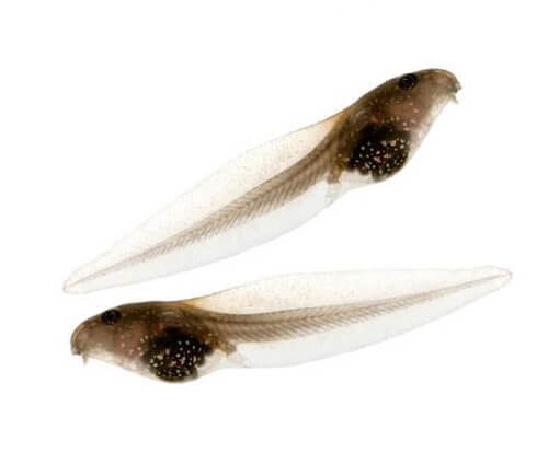 Live Tadpoles for Sale: Buy Tadpoles to Grow into Frogs.