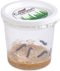 Painted Lady Caterpillar Refill Kit