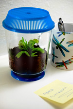 Flytrap-mug-s