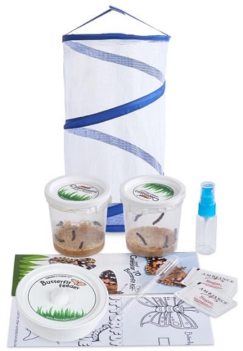 Butterfly Kit with 5 Caterpillars and Small Popup Habitat