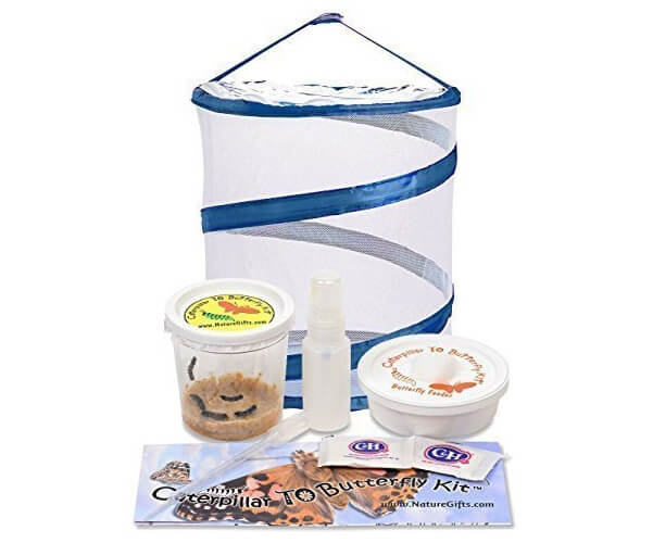 Caterpillar to Butterfly Kit Caterpillars Shipped Now or Later