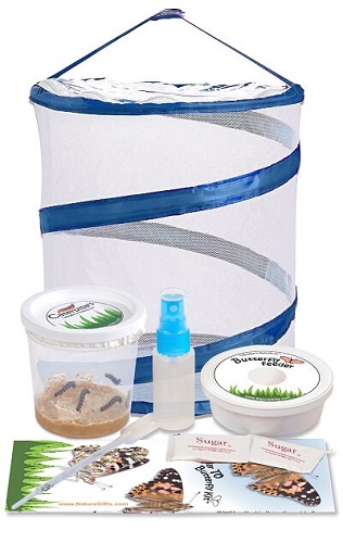 Caterpillar to Butterfly Kit: Painted Lady Butterflies
