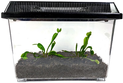 carnivorous-plants-2-plant-kit-terrarium-400×269