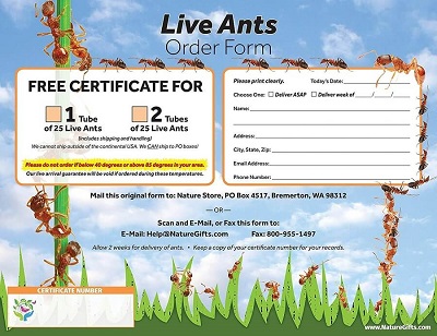 Ant habitat – Lighted ecosystem