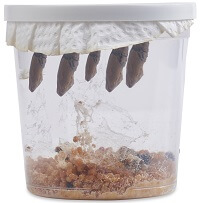 Painted Lady Caterpillar Refill Kit
