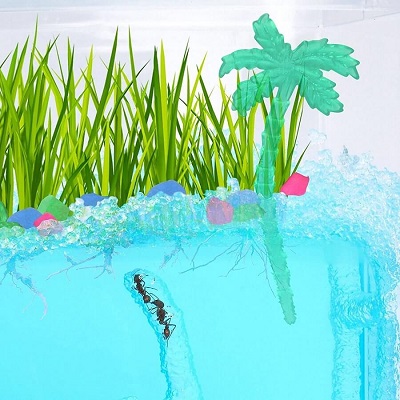 Ant Habitat with 1 tube of ants