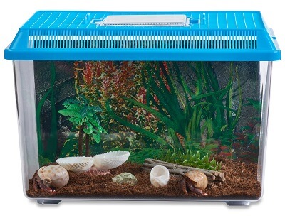 Hermit Crab Starter Kit with 2 Live Crabs