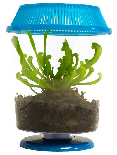 pitcher-plant-terrarium