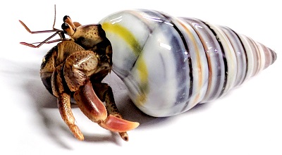 purple pincher hermit crab care