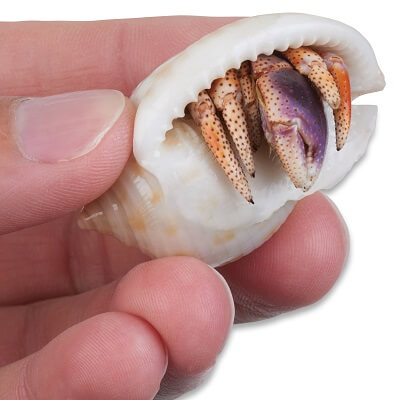 purple pincher hermit crab care