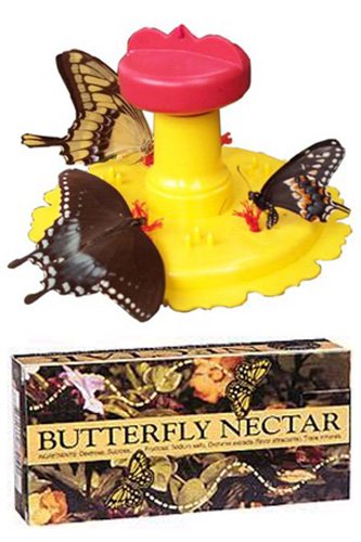 Natural Pine Butterfly House Attract Pretty Pollinators Nature