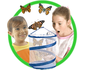 Grow Your Own Butterflies