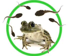 Grow Your Own Frogs