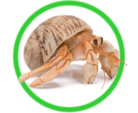 Hermit Crabs: Starter Pets