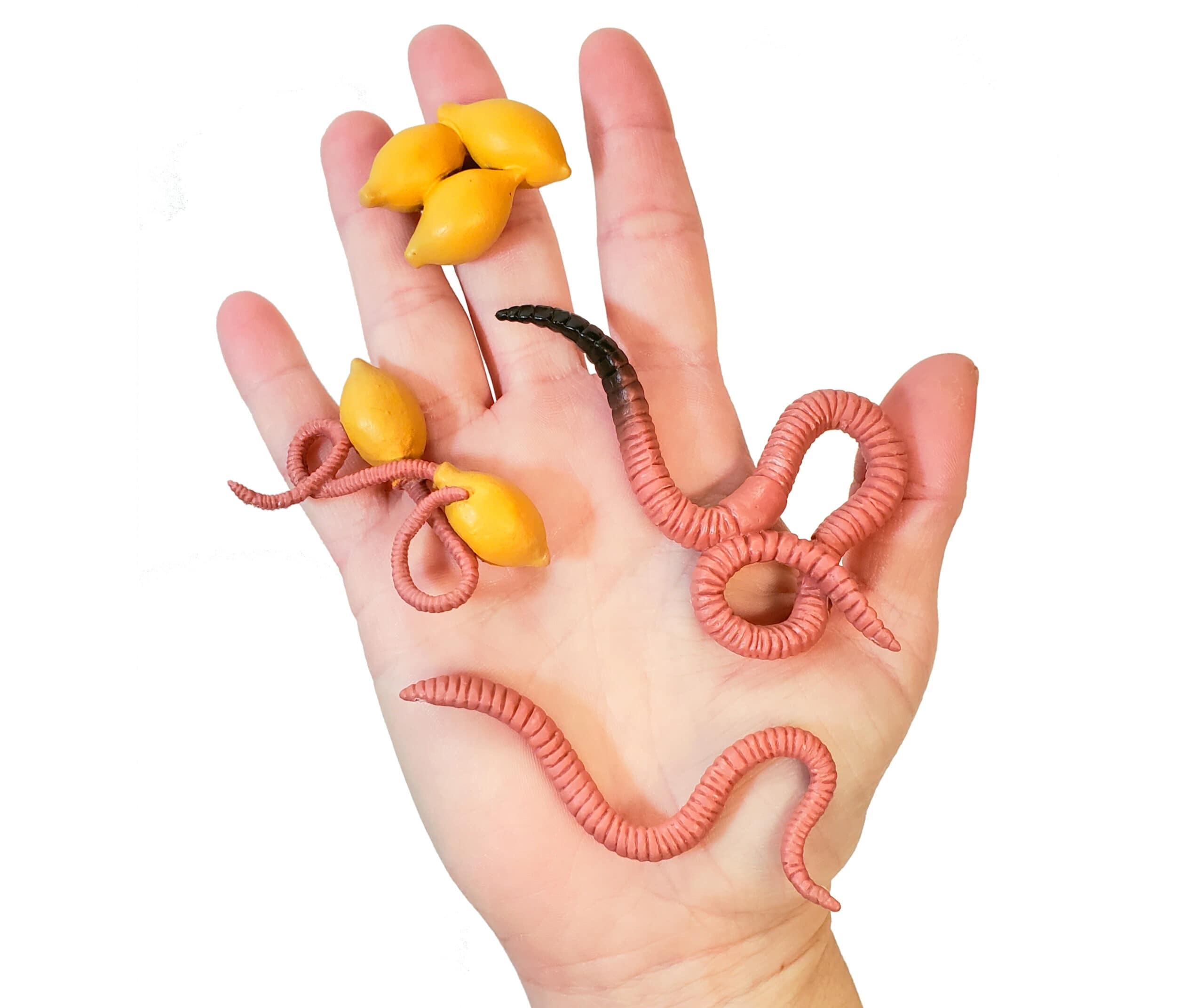 Worm Life Cycle Figurines on hand