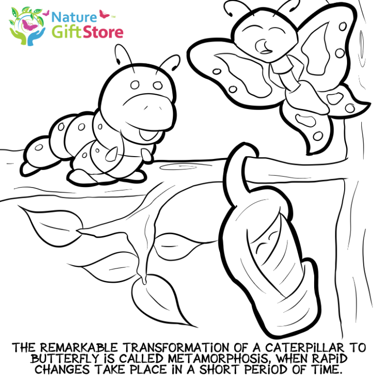 butterflies-coloring-page- (10) - Nature Gift Store
