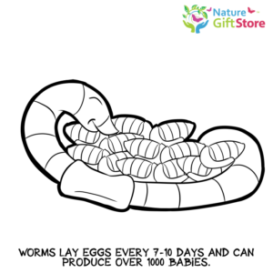 Download earthworms-coloring-page- (18) - Nature Gift Store