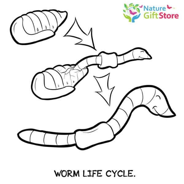 earthworms-coloring-page- (3) - Nature Gift Store