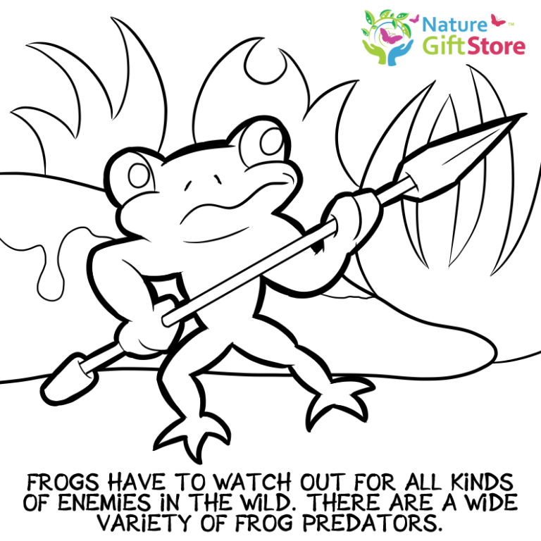 frogs-coloring-page- (18) - Nature Gift Store