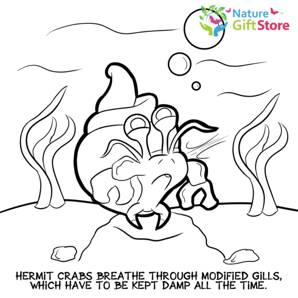 hermit-crabs-coloring-page- (10) - Nature Gift Store