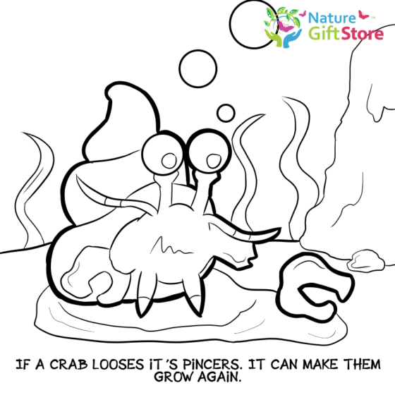 hermit-crabs-coloring-page- (12) - Nature Gift Store