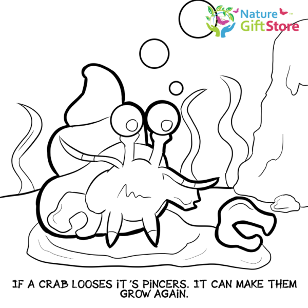 hermit-crabs-coloring-page- (12) - Nature Gift Store
