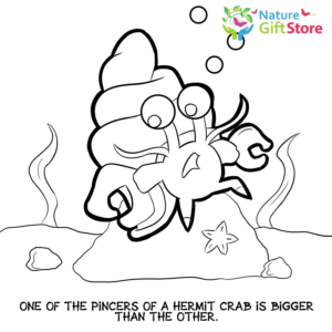 hermit-crabs-coloring-page- (13) - Nature Gift Store