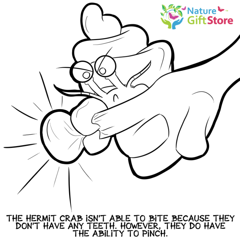 hermit-crabs-coloring-page- (15) - Nature Gift Store