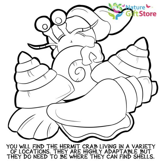 hermit-crabs-coloring-page- (16) - Nature Gift Store