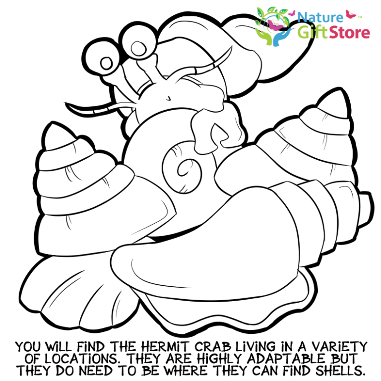 hermit-crabs-coloring-page- (16) - Nature Gift Store